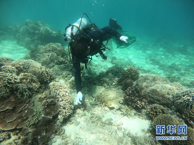 6月6日，蜈支洲岛潜水教练在景区海域海底清理海洋垃圾。