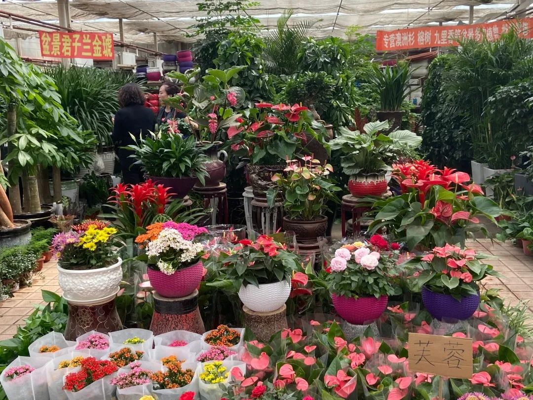 朝阳区花卉市场图片
