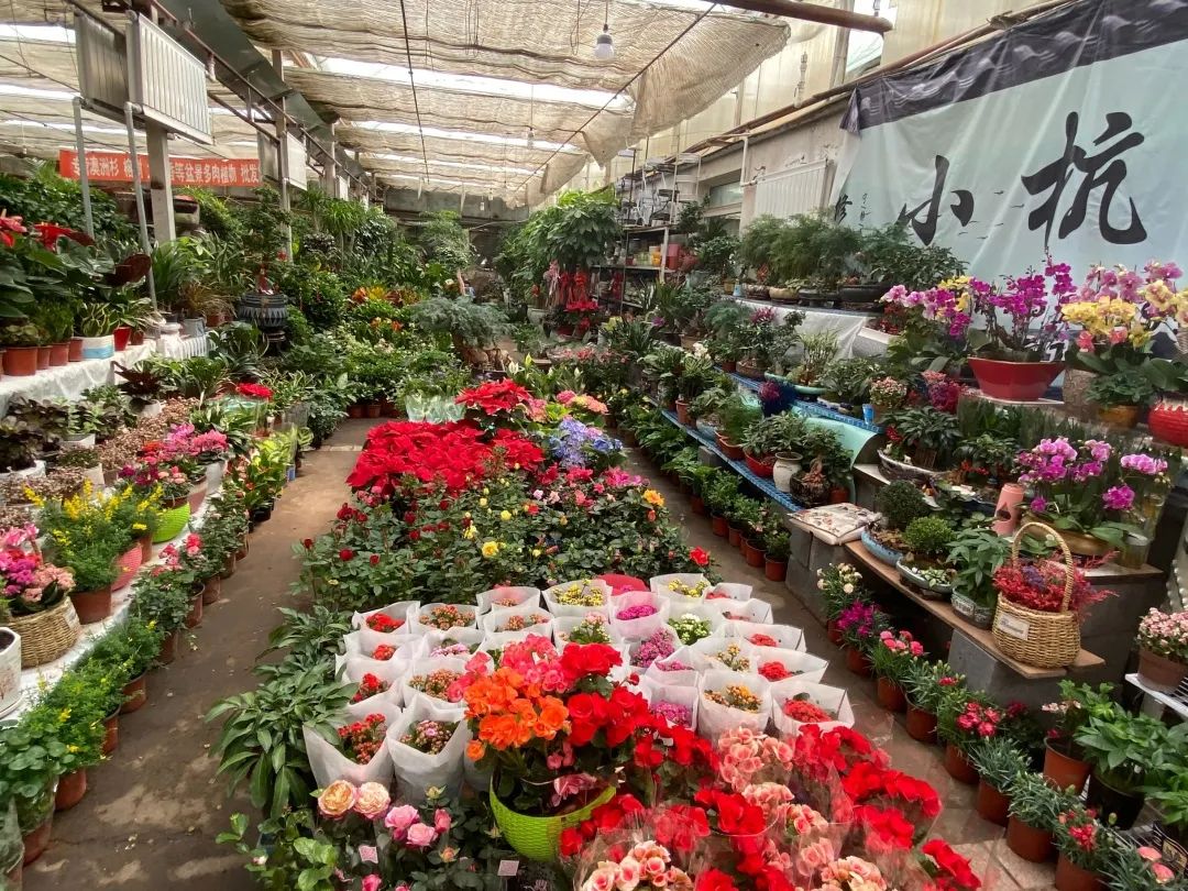 太原晋源区花卉市场图片