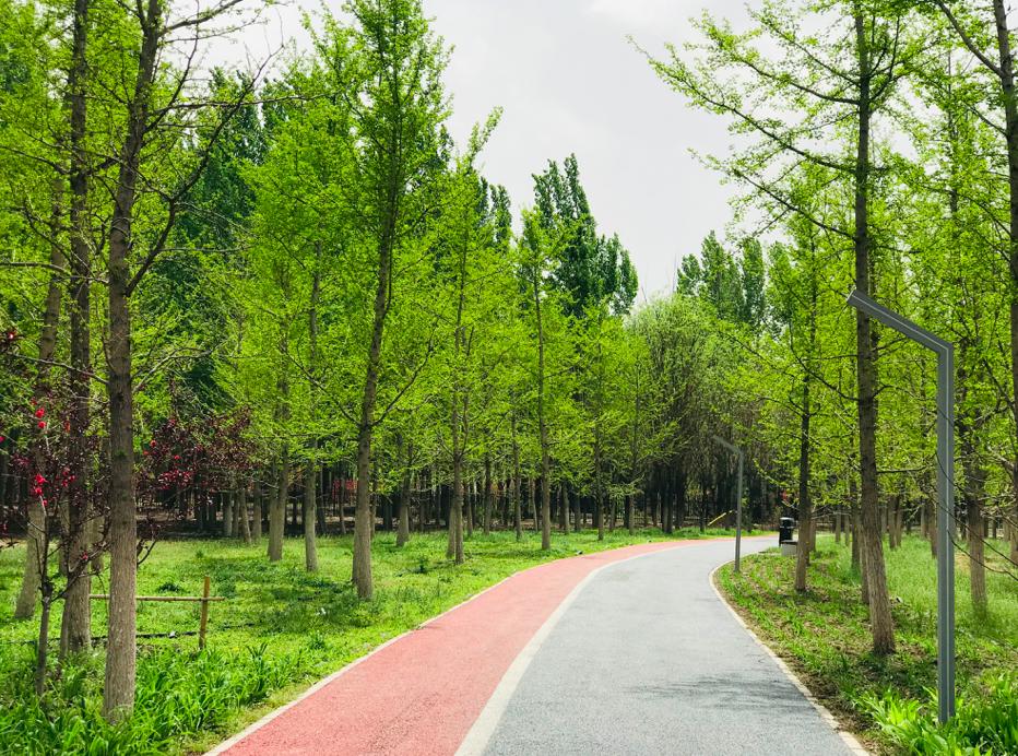 魅力新城丨春暖花开,在马驹桥湿地公园邂逅春天