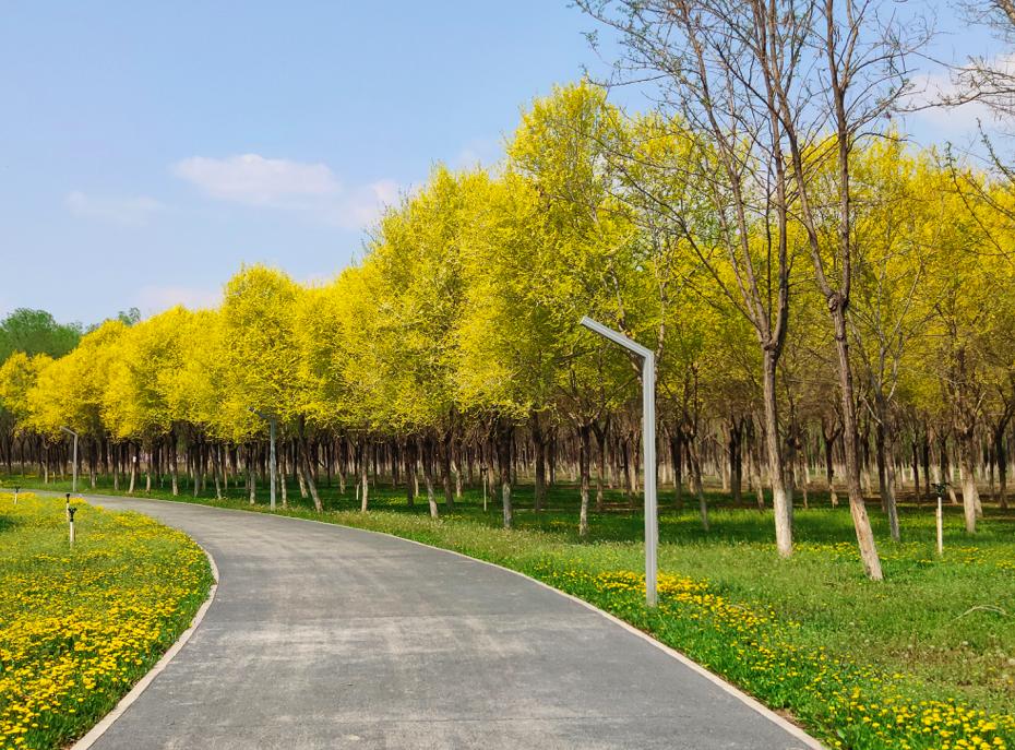 魅力新城丨春暖花開,在馬駒橋溼地公園邂逅春天