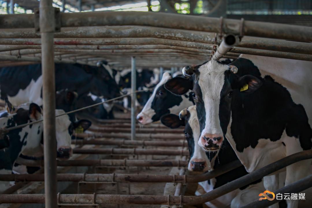 走进白云区唯一一家奶牛养殖场看奶牛如何迎体检