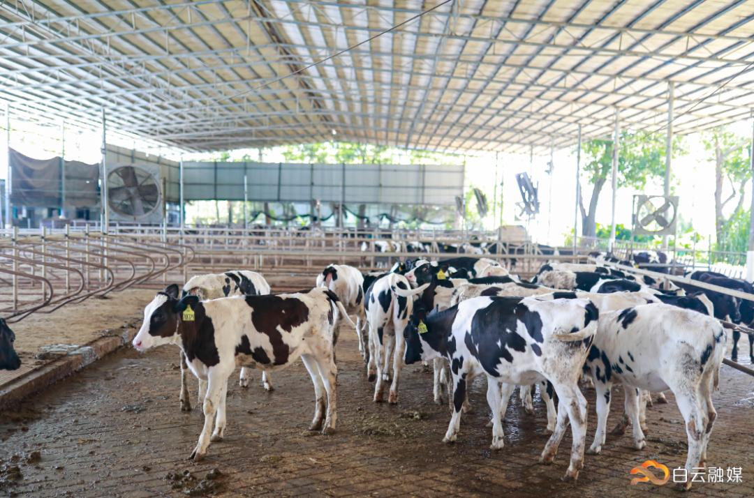 走进白云区唯一一家奶牛养殖场,看奶牛如何迎"体检"