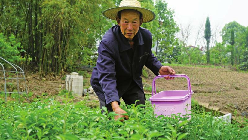 村民正在采摘枸杞芽菜。