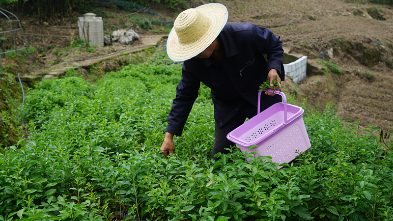 西彭镇新民村,村民正在采摘枸杞芽菜 。