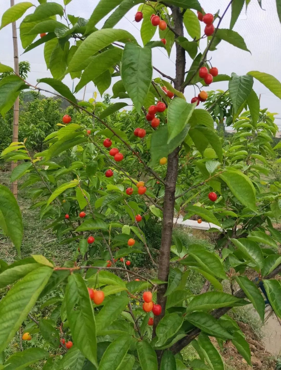 諸暨短柄湖州吳興金農農業發展有限公司採摘地址:月映花莊園(吳興埭