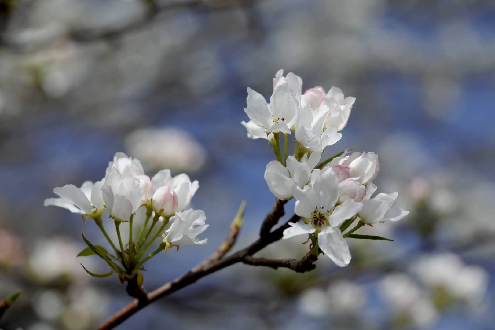 倾城百年颂梨园大美世界莲花山