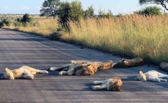 新冠疫情下，非洲国家公园关闭，偷猎者瞄上空荡荡的大草原