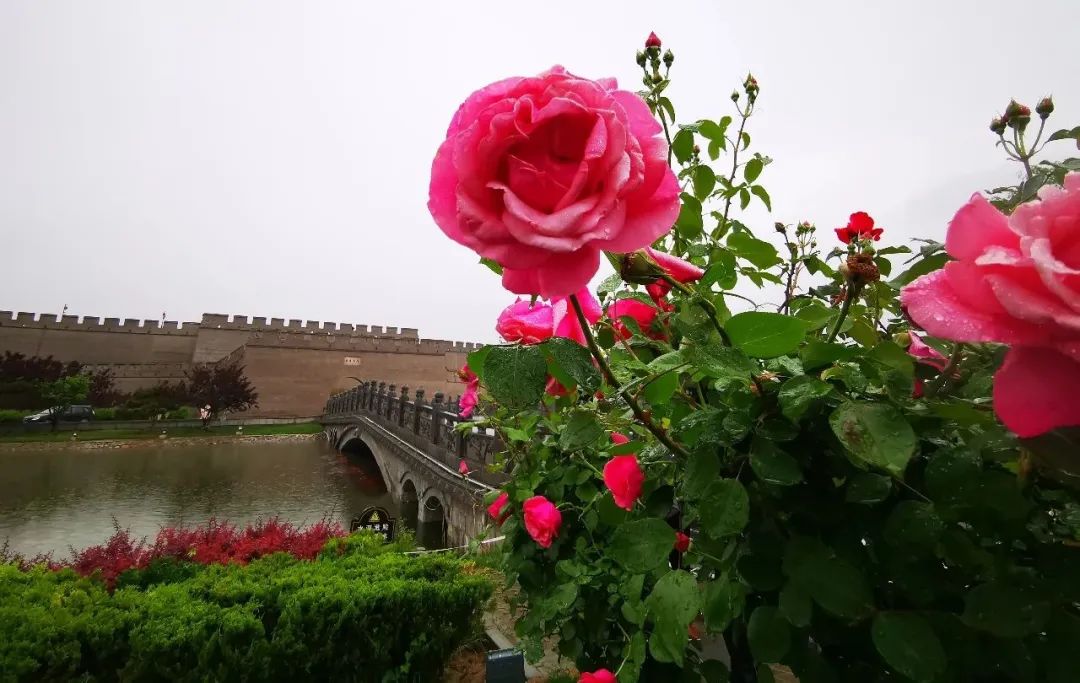 正定花开满城繁花似锦
