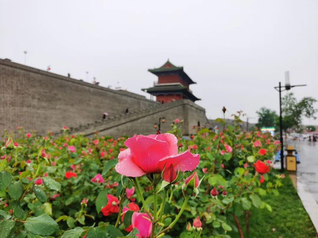 正定花开满城繁花似锦