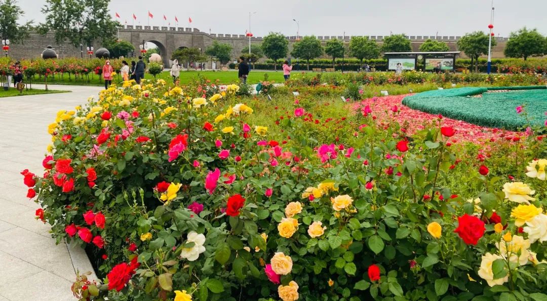 正定花开满城繁花似锦