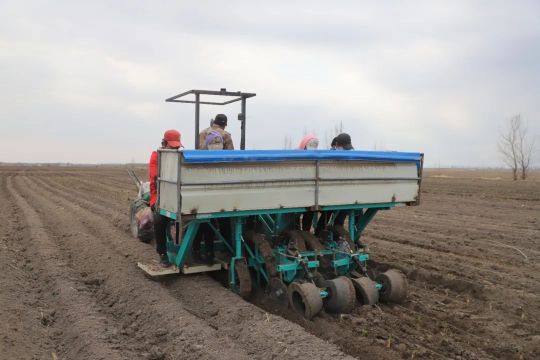 在突泉县艳梁农业机械化种植合作社的种植基地,一辆插苗机正在加紧
