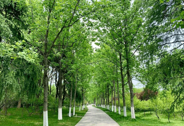 不一样的色彩这"zui美600米"阳光透过繁密的树荫撒下来明孝陵旅游文明