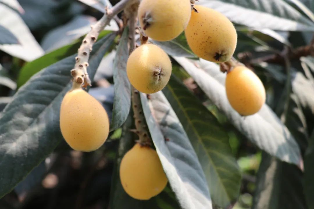 同山枇杷熟啦吃过的都说甜