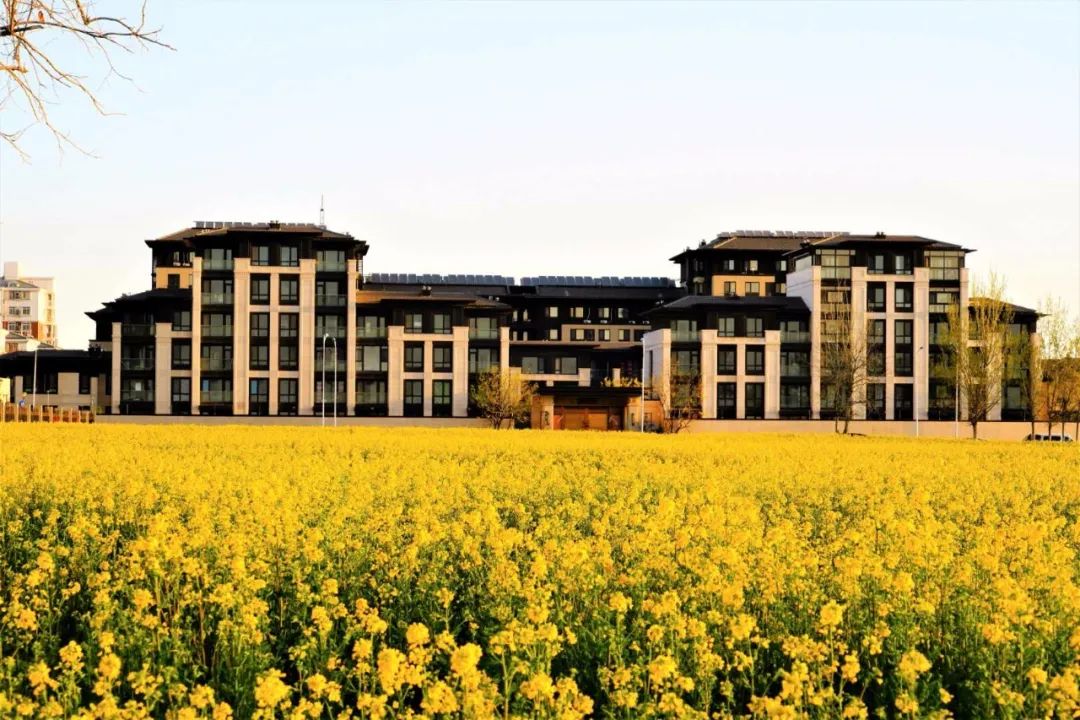 魅力新城瀛海镇油菜花开田园诗意落凡尘