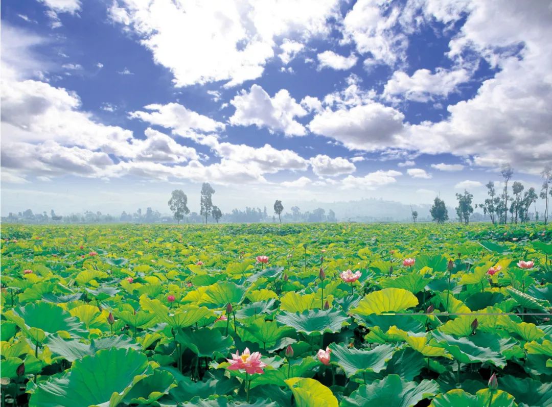 今日立夏阳光普照万物繁茂