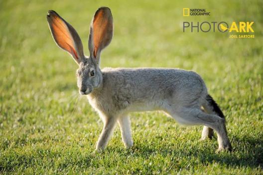 长耳大野兔花尾蝠狞猫大耳狐长耳跳鼠动物界还有很多"大耳朵图图"除了