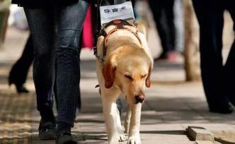 从导盲犬被拒看社会弱势人群的窘境