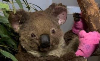 澳大利亚山火后，被救治的考拉重归自然