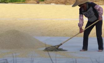 隱匿于深圳的自然農(nóng)法世家，五常大米的代代情懷
