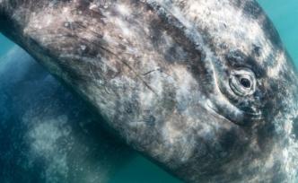 无价的“便便”：我们为什么要保护鲸鱼
