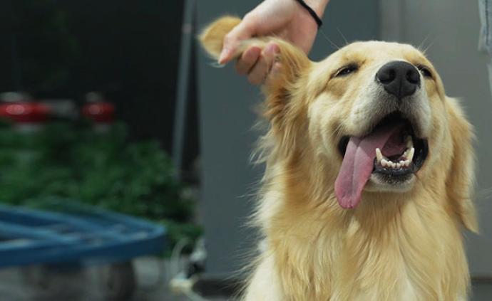 全国第一个禁食猫狗的城市诞生，听听深圳年轻人怎么说