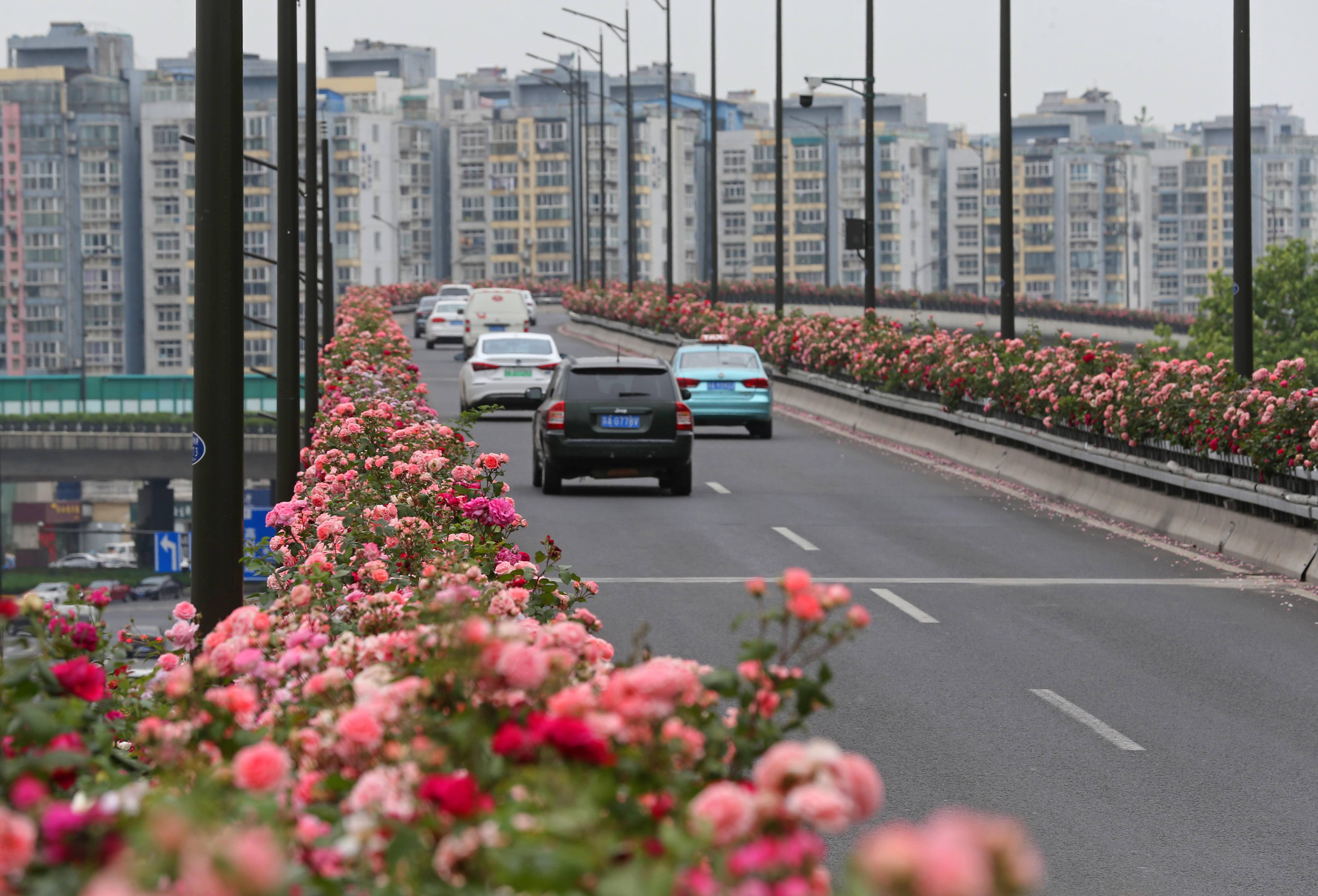 杭州高架花刷屏图片