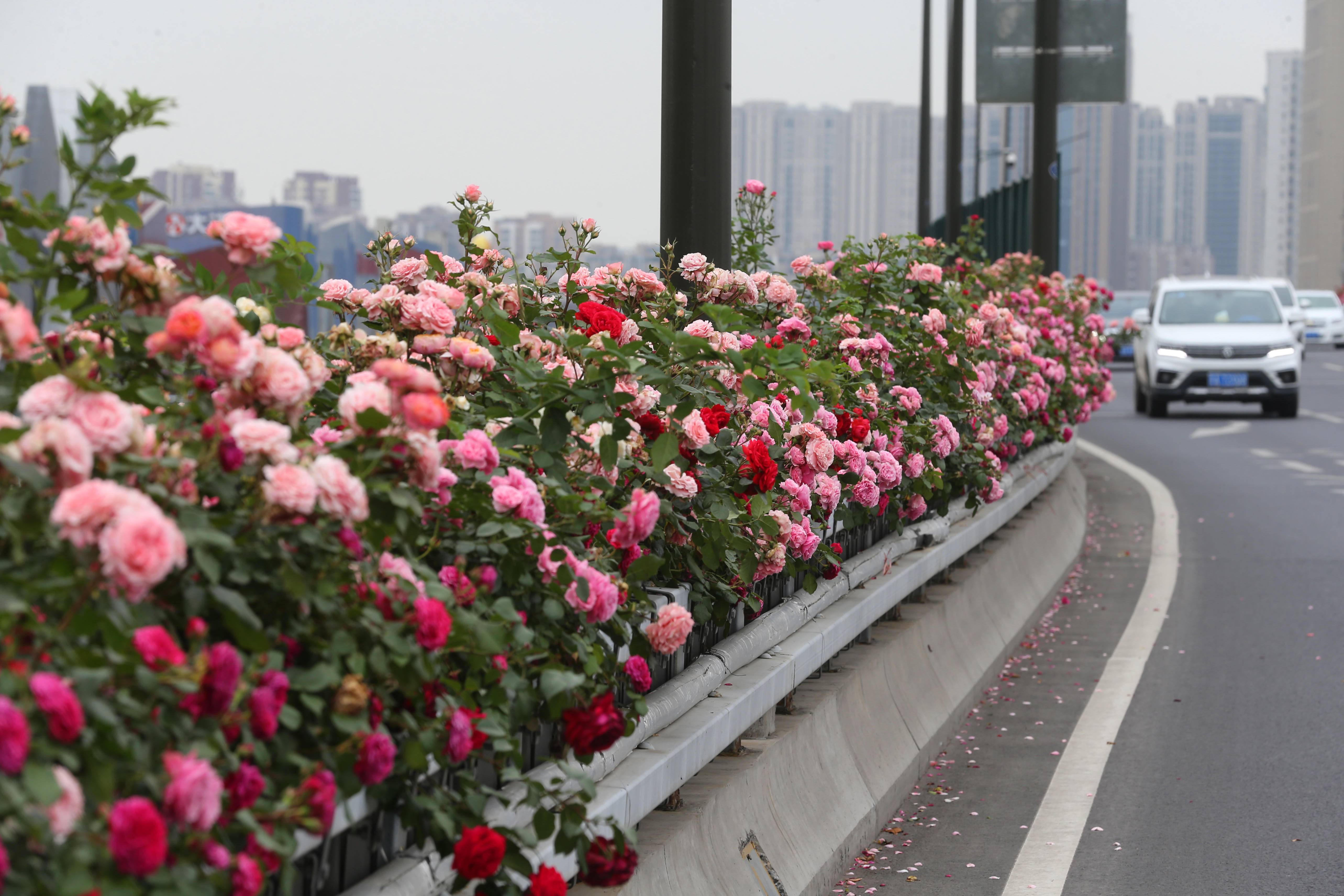 杭州高架花刷屏图片