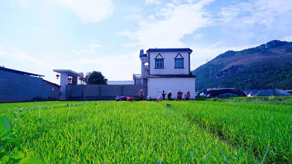 插秧进行时开远羊街乡水田渐披绿衣