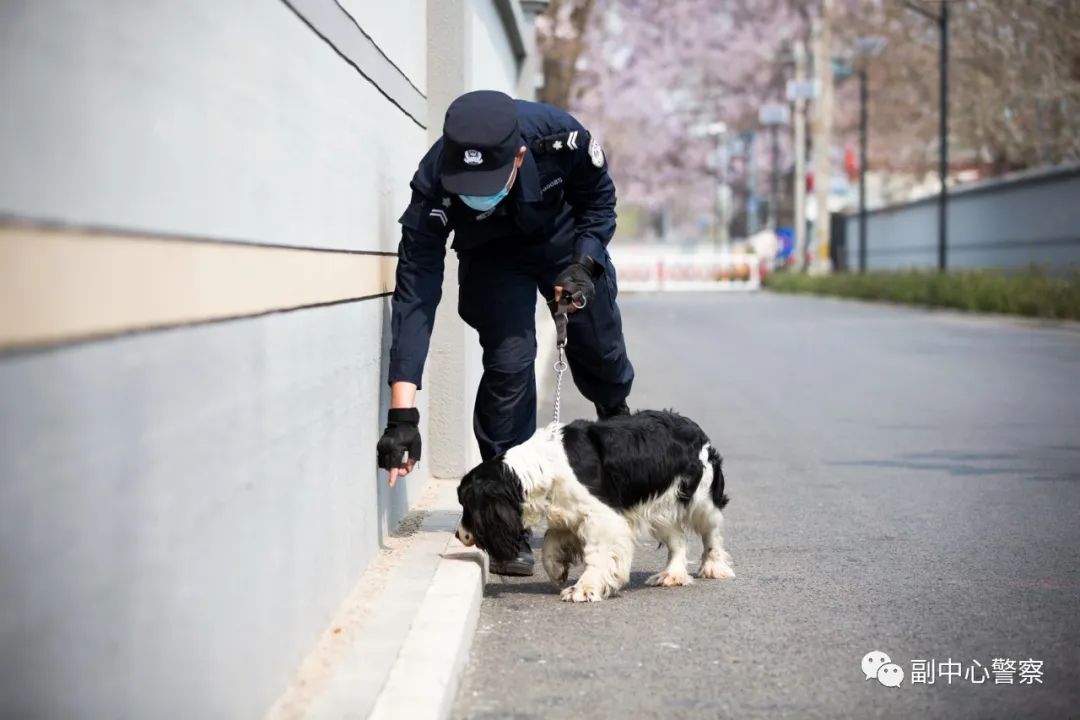 追踪也是警犬的重要本领,实战中,并不是让警犬闻一闻气味,然后把它放