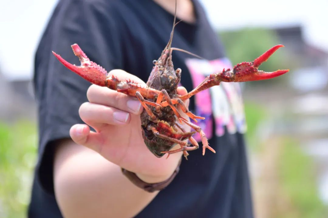 龙虾迷们集合了最全钓龙虾攻略钓龙虾体验日记