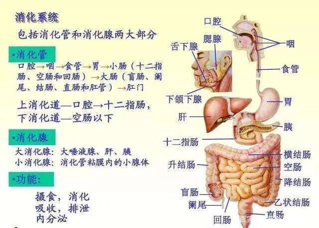 胃癌要把整个胃切除还能不能吃东西