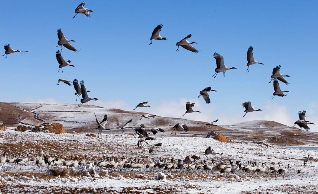 让三江源成为野生动物的乐园