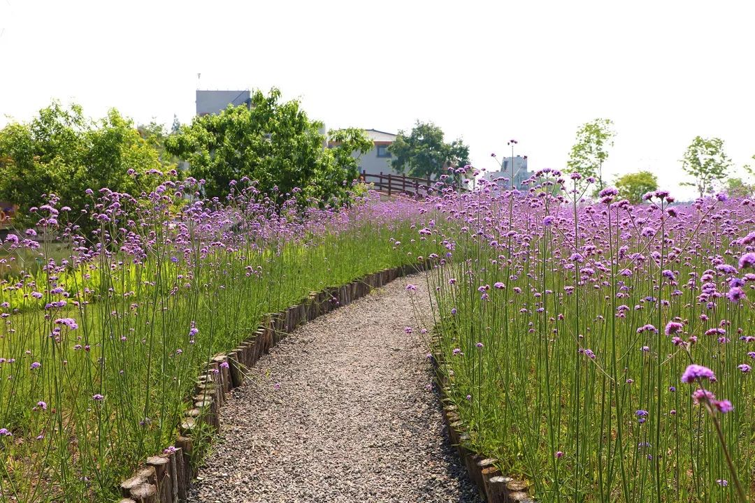 少女心分分钟被撩翻邂逅这浪漫的紫色行走在马鞭草花海的小径中连绵