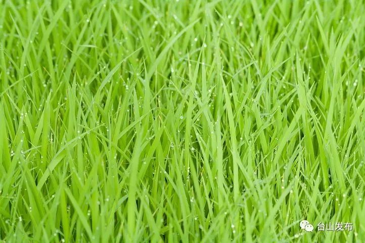 绿肥红瘦,云卷云舒蛙声蝉鸣,草长莺飞立夏我们迎来夏季的第一个节气