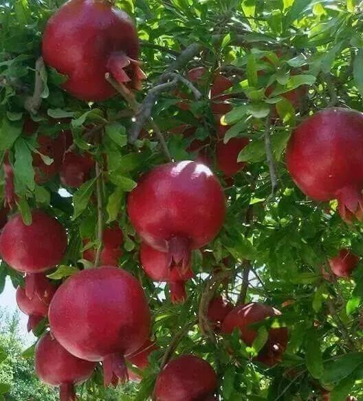 或机构观点,不代表澎湃新闻的观点或立场,澎湃新闻仅提供信息发布平台