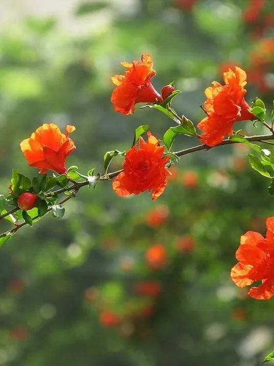 以其一片丹心,满簇红缨,噗的一声绽开了.