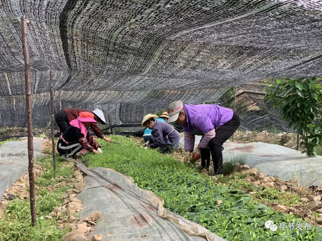 脫貧攻堅走基層納雍昆寨八百畝壩區的幸福守望