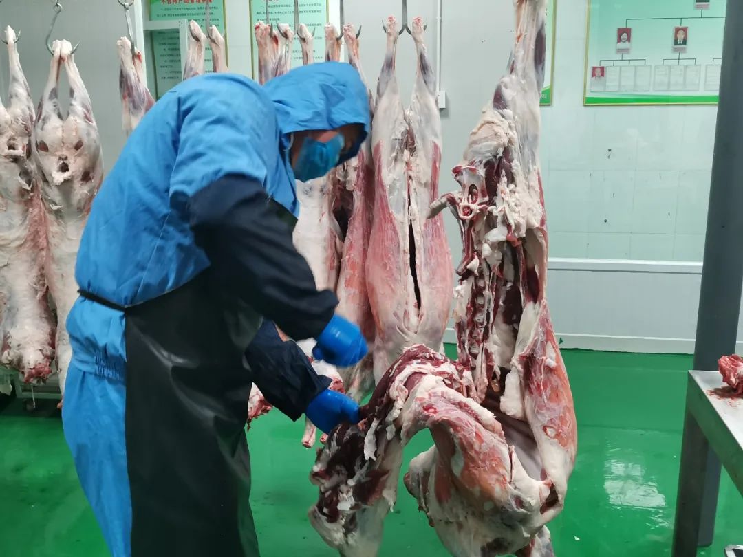 【点赞】给力!准格尔旗的羊肉远销全国24省!_政务_澎湃新闻-the paper