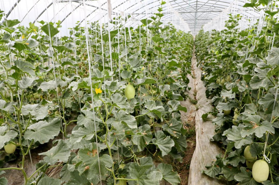 金山本地头茬哈密瓜上市个头娇小口感脆甜