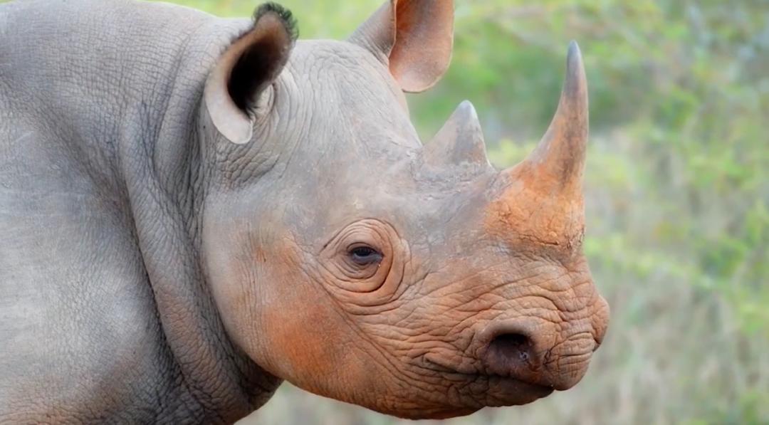 红嘴牛掠鸟嘿大个子有人来了快跑