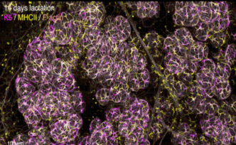 《自然》子刊：原来乳房里的巨噬细胞这么好看