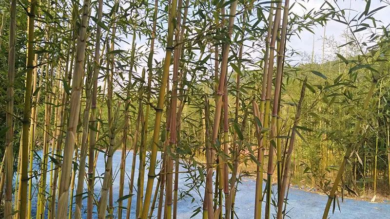 【方志四川61人物】许晓方 程小芹 ‖ 文同:清廉太守 清贫人生