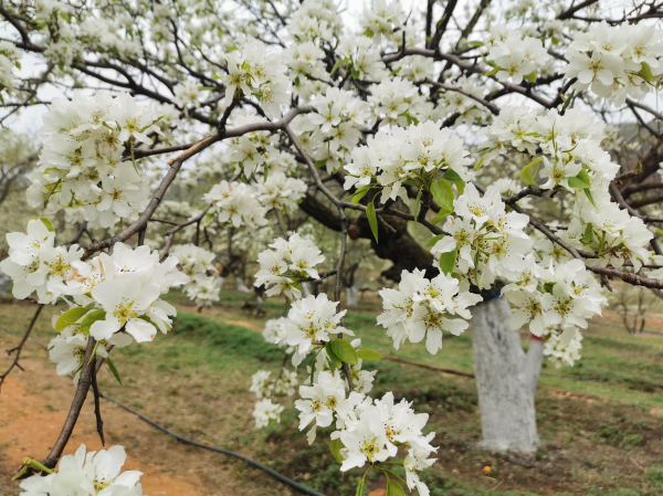 长春莲花山梨花节延期至5月10日这个周末来赏花吧