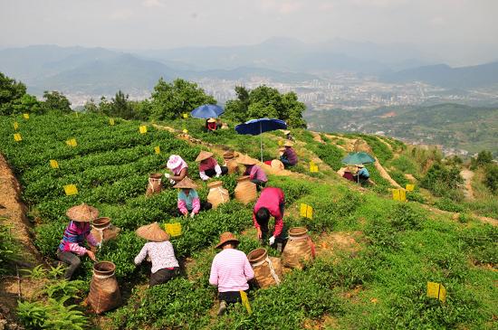 醉茶松香苑安溪铁观音有机茶园的探秘之旅
