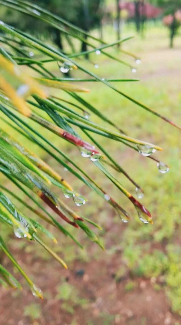 雨情:甘霖遍洒,日照麦田饱饮灌浆水