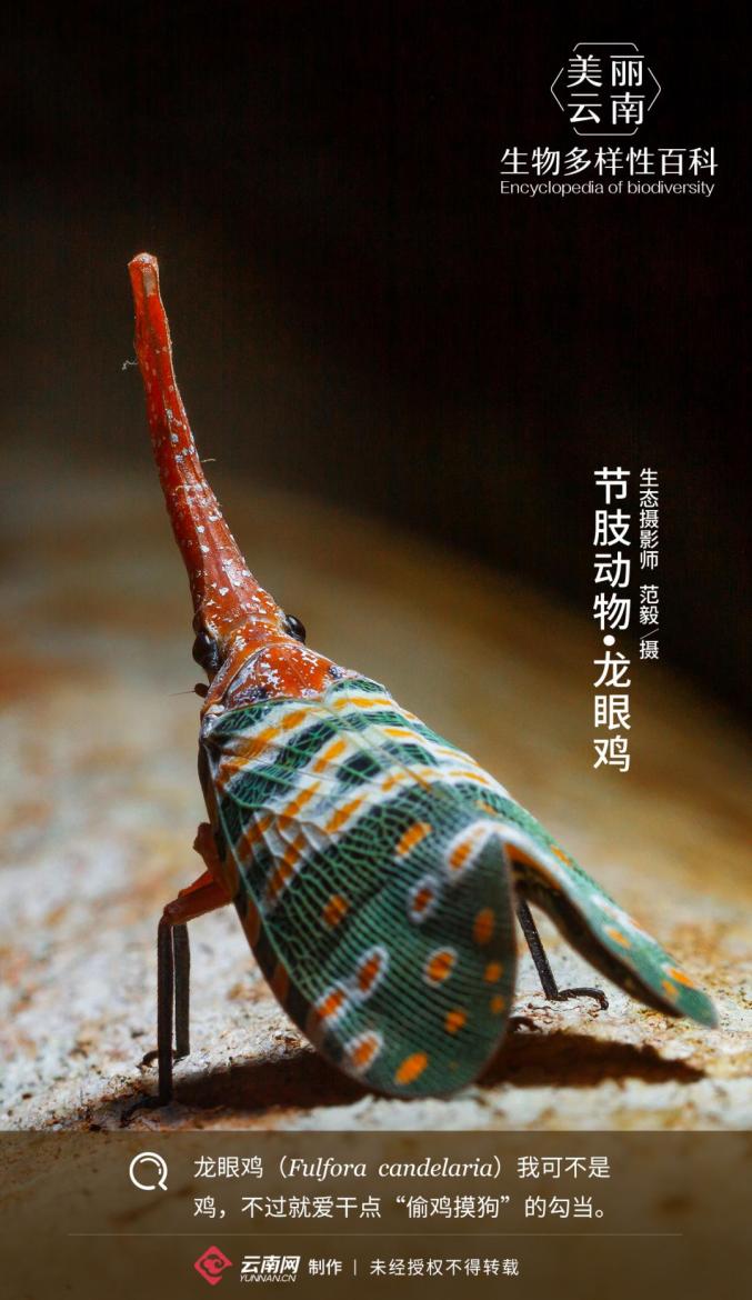 生物多样性百科节肢动物61龙眼鸡本鸡是不打鸣的果树大盗