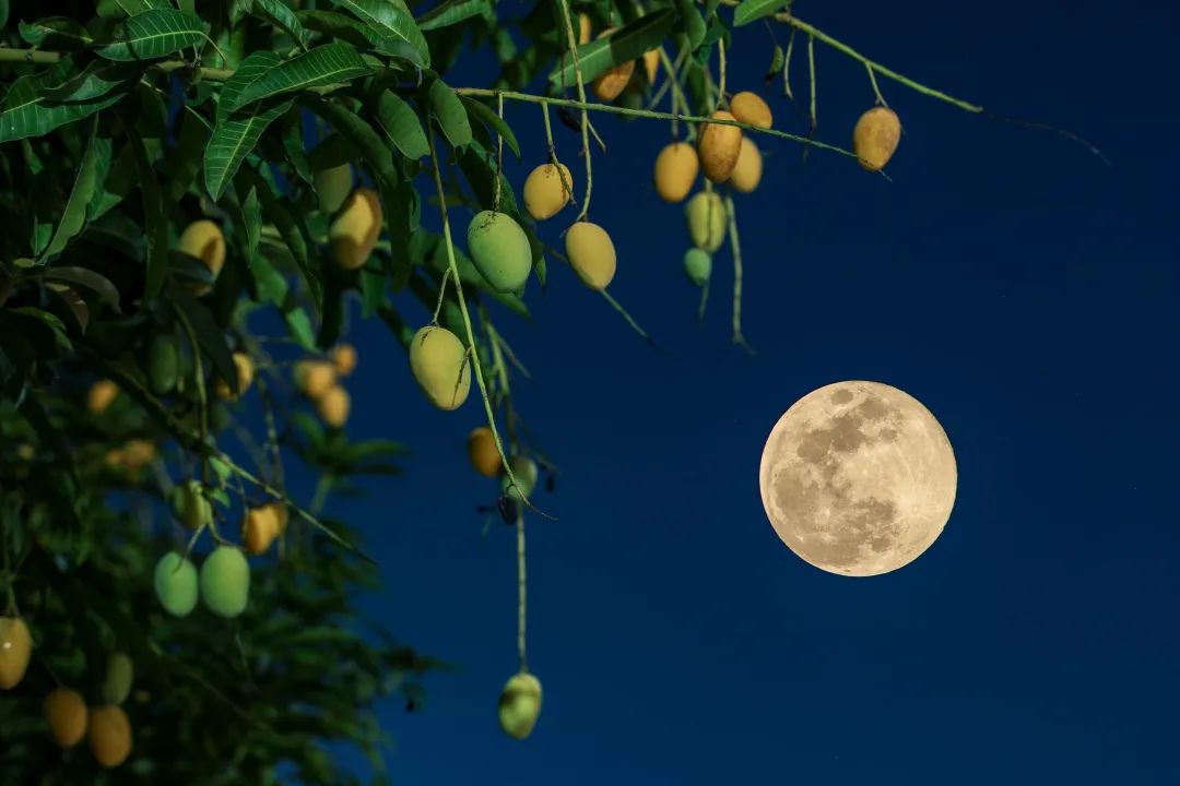 认领一颗核电站芒果树让你甜蜜一个夏天