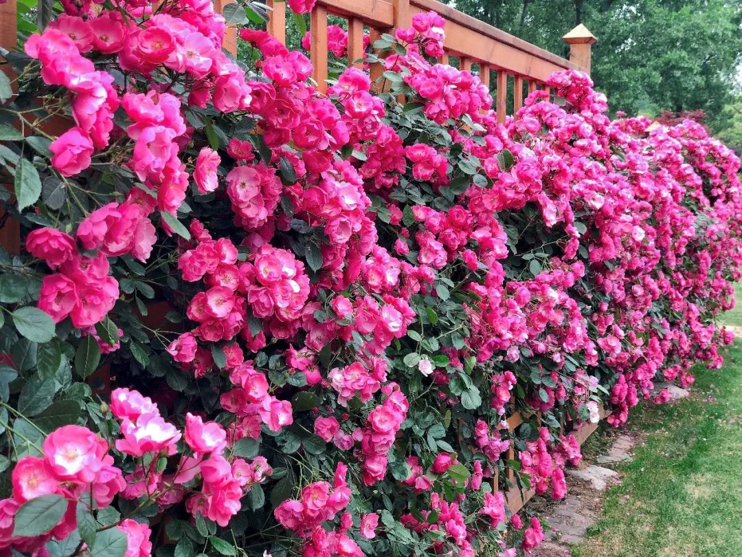 这时,藤本月季才姗姗来迟.