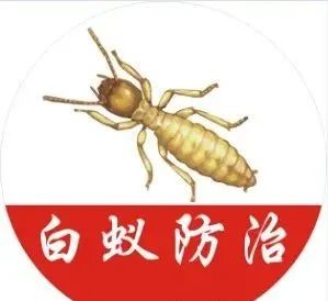 白蚁分飞莫要慌报治电话在这里